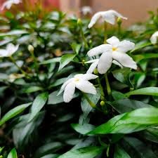 Crape Jasmine (Tagar) (ટગર / ચાંદની)